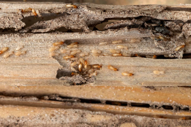 Best Affordable Pest Control Services  in Erie, CO